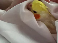 لیمو پرنده دوست عزیزمون https://wisgoon.com/straykibs