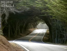 جاده ای زیبا در دل جنگل