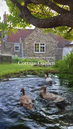 🌱🦢فصل ها میان و میرن