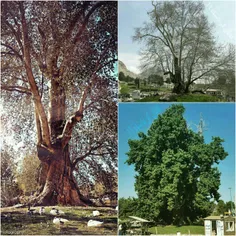 دومین درخت کهنسال ایران در کرمانشاه 🌲 