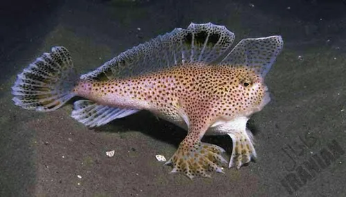 نوعی ماهی به نام دست دار صورتی که از دستهای خود برای راه 