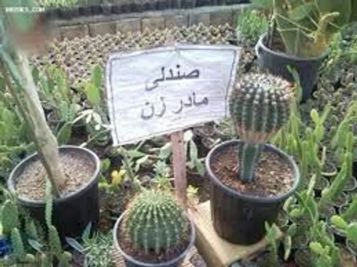 ما در زن