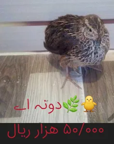 🙋 ‍♂️🌿 🐥 فروش بلدرچین زنده 