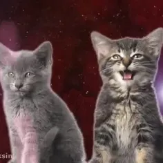 آواز گربه ها