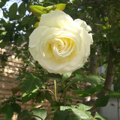 گل رز سفید حیاط خونمون