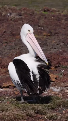 پلیکان استرالیایی (Australian pelican) یک پرنده آبی بزرگ 