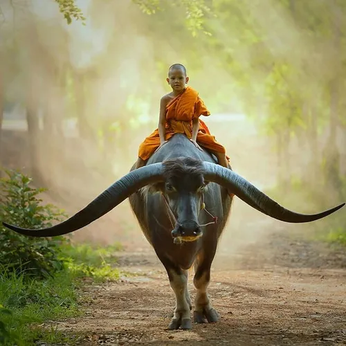 طبیعت زیبا حیوانات گاو هنر عکاسی کودکان