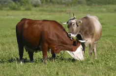 گاوها دوستان صمیمی دارند که وقتی از هم جدا میشوند مدتی اف