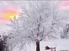 درخت و زمستان
