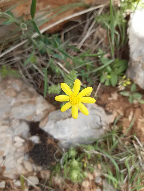 طبیعت زیبای روستای زالی لاغری از روستاهای دلفان