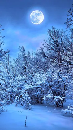 طبیعت برفی/سرد و زیبا