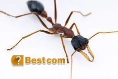 خطرناک ترین مورچه جهان"بولداگ" است که در مناطق ساحلی استر