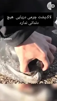 قسمت دوم 