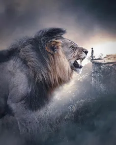 #lion_king #lion #king #شیر