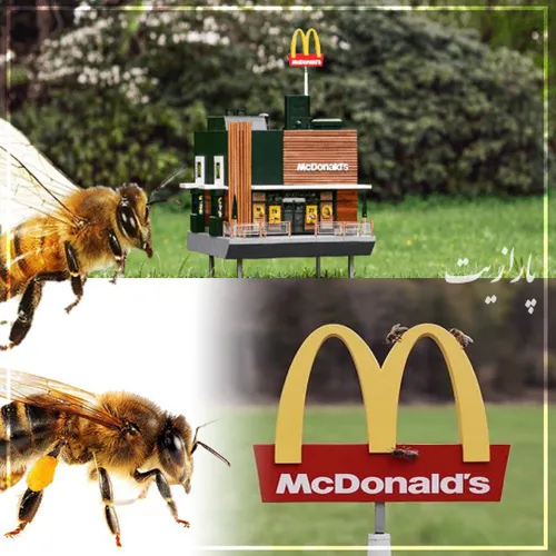 مکدونالد رستوران های کوچیک داره برای زنبورها میسازه !🐝