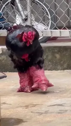 مرغ و خروس نژاد دونگ تائو که در ویتنام جزو حیوانات