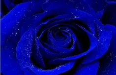 این گل آبی رو تقدیم میکنم ب آبجی یکتا ک دلش زلال و مهربون