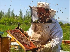 آموزش زنبورداري