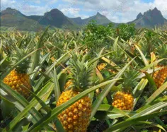 بیش از یک سوم آناناس های دنیا از هاوایی می آید.