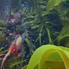 اژدهای دریایی معمولی Common seadragon یا اژدهای دریایی عل