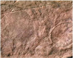 قدیمی‌ترین فسیل جهان