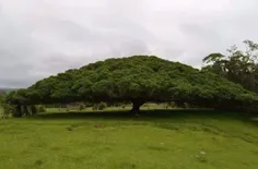 ♦️ذات بعضیا مثل عرضِ این درخت بزرگ و پربرکته