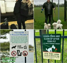 ⭕️ در برخی پارکهای #آمریکا #سگ_گردانی ممنوعه و در بیشترشو