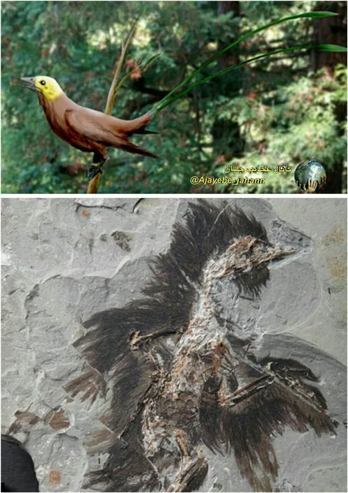 فسیبل 130 میلیون ساله/در «بیوتای جهول» واقع در چین شمالی 