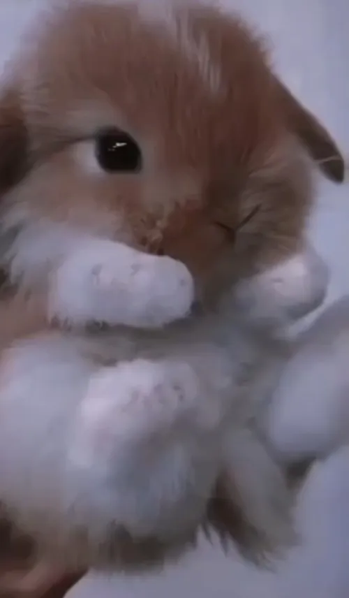 🐇 🐰 خرگوشی