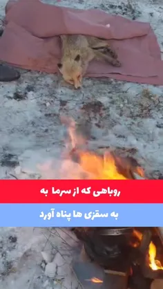 روباهی که از سرما به سقزی ها پناه آورد