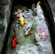 جوی آب های ژاپن به خاطر تمیز بودن اغلب پر از ماهی هستند