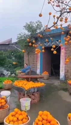 ببین نارنگیها رو