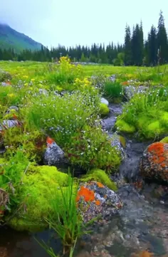 ♥️⚘️ صبح آمدہ تا  ما  گرہ اے باز ڪنیم