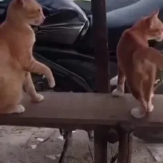 نمکدون پیش اینا کم میاره 😁😁🤣🤣😁😁🤗🤗🐈🐺🤗🤣😁🐈🐺🐈🐺🐈🐺🤣😁🤗🤗🤣😁