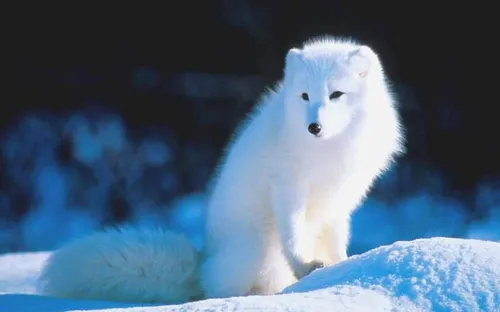 روباه قطبی