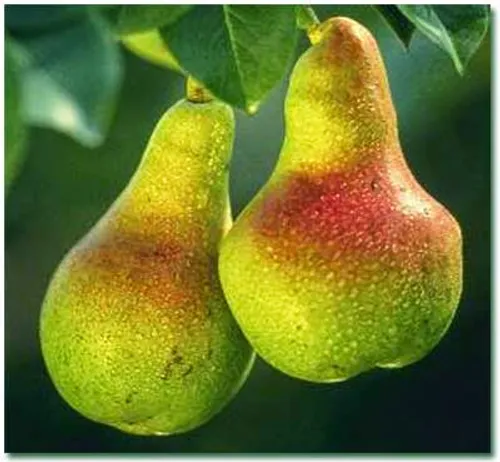 گلابی میوه ای است سبز یا زرد رنگ ، آبدار و مخروطی شکل که 