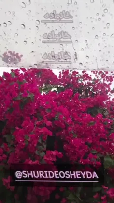 خانواده🥰🌸