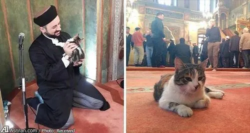 مسجدی در ترکیه که درهایش به روی گربه ها باز است