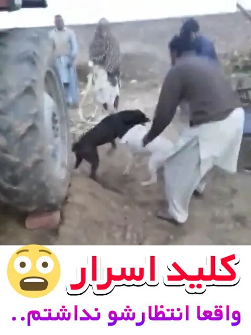 ببینید چه بلایی سرش اومد🤣