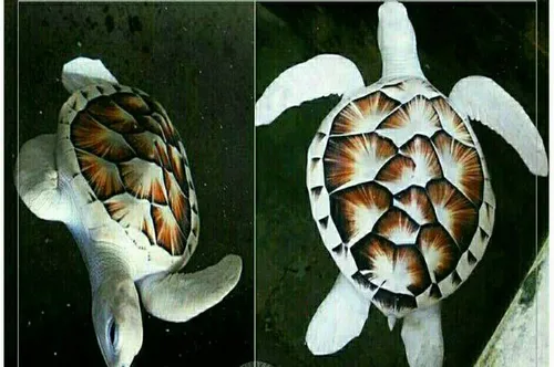 نمونه ای زیبا و بسیار نادر از لاکپشت دریایی آلبینو / این 