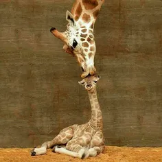 بوسه‌ی زرافه بر نوزاد تازه متولد شده‌اش 😍