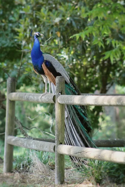 طاووس حیوانات