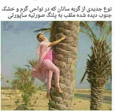 بله بله تازه پیدا شده