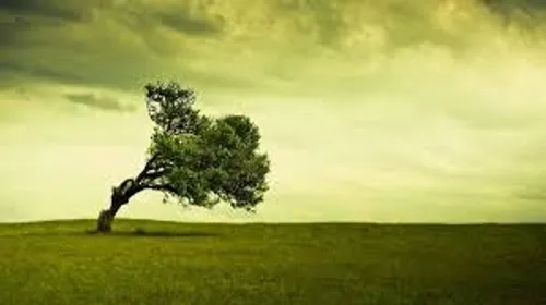 حکمت وزیدن باد رقصاندن شاخه ها نیست.بلکه امتحان ریشه هاست