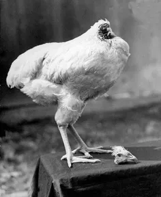 مرغی که بدون سر زندگی میکرد ....صاحب مرغ که مرغ را بدرستی