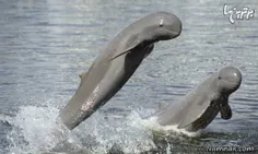 دلفین پوزه کوتاه گونه ای از دلفین های اقیانوسی است که در 
