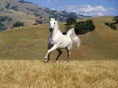 اینم ی اسب سفید