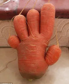 این هویجه یا کاکتوس