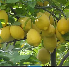 لیمو شیراز ی خوردن داره, ترشه اب دهنت راه نیفته,!!!