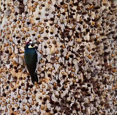 دارکوبی در حال تغذیه از اندوخته بلوط‌هایش در درخت 